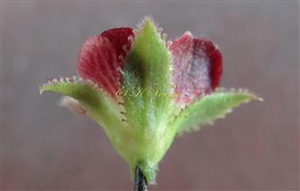  Female flower